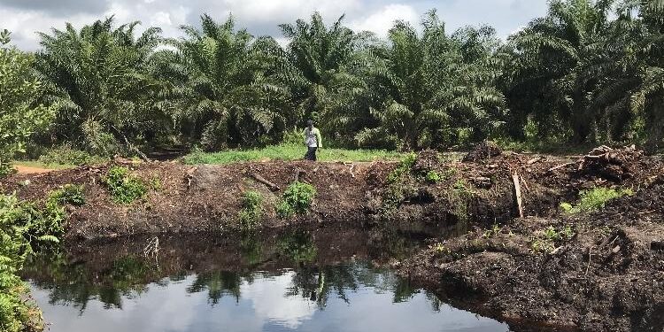 FOTO: Dok/DIAN MATA KALTENG - Salah satu perkebunan kelapa sawit di kawasan Bagendang, Kotim.