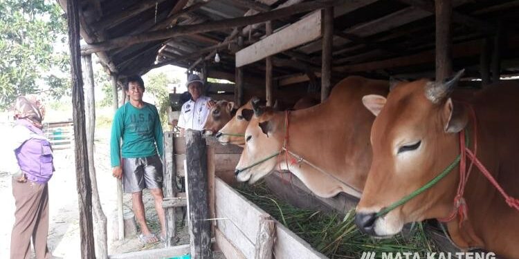 FOTO: AKH/MATAKALTENG - Ternak Sapi di Sukamara.