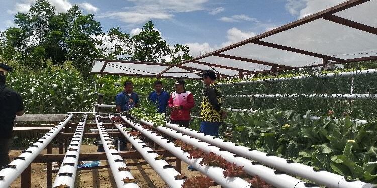 FOTO: AKH/MATAKALTENG - Wakil Bupati Sukamara Ahmadi saat melihat demplot sayuran di lokasi Peda KTNA XIII Tingkat Provinsi Kalteng.