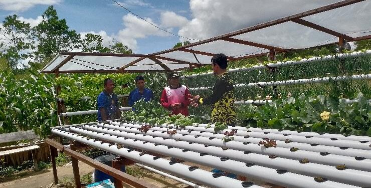 FOTO : AKH/MATAKALTENG - Wakil Bupati Sukamara Ahmadi saat meninjau demplot sayuran yang akan dipamerkan pada kegiatan Peda KTNA XIII