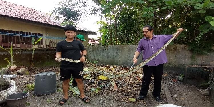 FOTO: RIZAL/MATAKALTENG - Ular piton sepanjang 3 meter pada saat dievakuasi oleh Tim ERP.