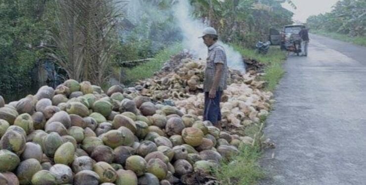 FOTO : IST/MATA KALTENG - Petani kelapa di kawasan Kecamatan Mentaya Hilir Utara, Kabupaten Kotim.