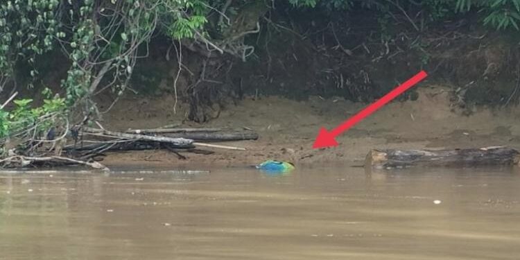 FOTO: IST/MATAKALTENG - Jenazah korban saat ditemukan di pinggiran sungai Desa Tewang Kadamba Kuluk Banut atau di atas Desa Luwuk Kiri Kecamatan Tasik Payawan.