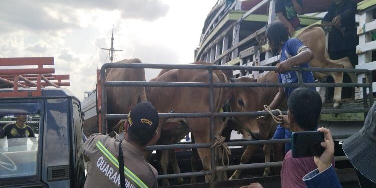 FOTO: AGUS/MATA KALTENG- Sapi yang berasal dari madura dilakukan pemeriksaan petugas Karantina Pertanian Palangka Raya saat sampai di pelabuhan H. Ibur Sampit. Selasa, 30 Mei 2023.