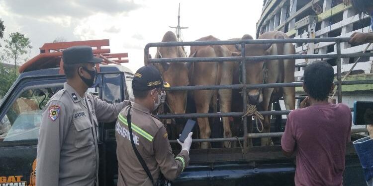 FOTO: AGUS/MATA KALTENG- Sapi yang berasal dari madura dilakukan pemeriksaan petugas Karantina Pertanian Palangka Raya saat sampai di pelabuhan H. Ibur Sampit. Selasa, 30 Mei 2023.