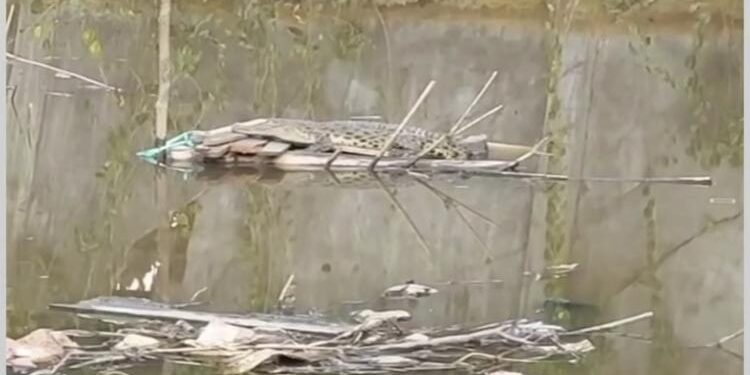 FOTO: IST/MATA KALTENG- Penampakan buaya muara Sungai di gang Merpati, Jalan H.Imran, Kecamatan Mentawa Baru Ketapang, Kabupaten Kotim.