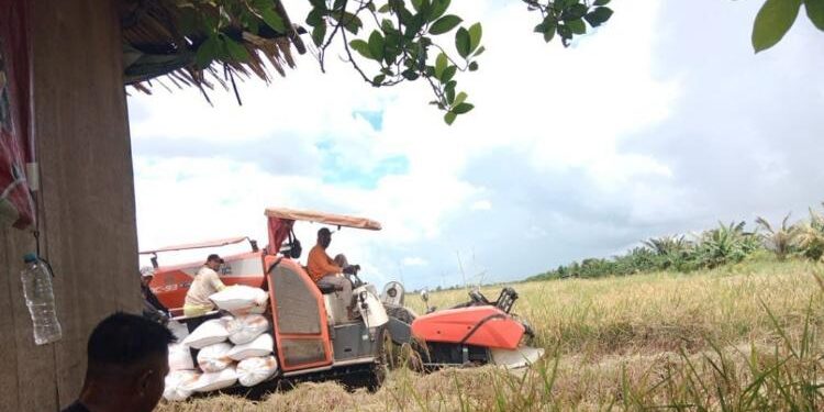 FOTO: IST/MATA KALTENG - Sejumlah masyarakat petani saat sedang memanen lahan pertanian di daerah Mahang, Kecamatan Seruyan Hilir beberapa waktu lalu.