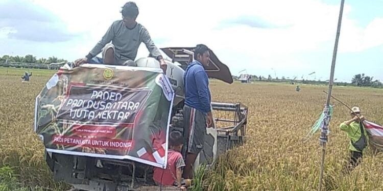 FOTO: IST/MATA KALTENG - Sejumlah masyarakat petani di Seruyan saat sedang memanen lahan pertanian mereka.