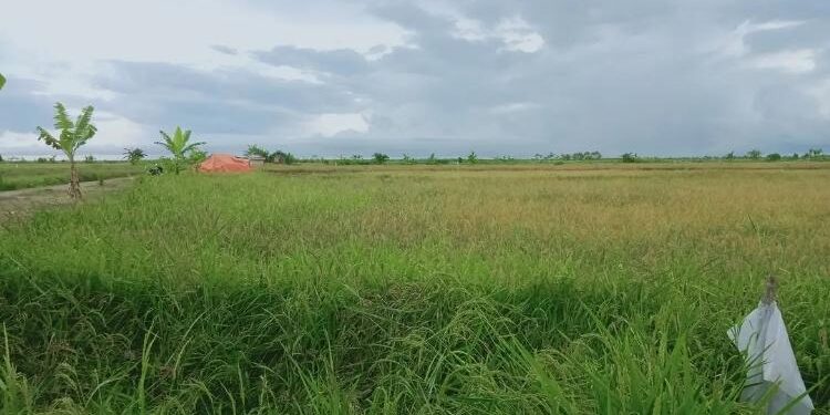 FOTO: IST/MATA KALTENG - Hamparan pertanian masyarakat yang ada di Kecamatan Seruyan Hilir.
