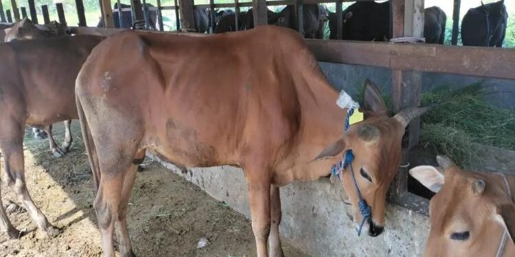 FOTO: IST/MATA KALTENG - Beberapa sapi siap kurban milik salah seorang yang ada di Kabupaten Seruyan.