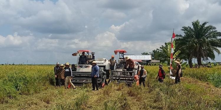 FOTO: ALDI/MATA KALTENG - Alsintan yang dipergunakan untuk mempermudah memanen padi masyarakat yakni mesin combine di Desa Pematang Limau, Kecamatan Seruyan Hilir.