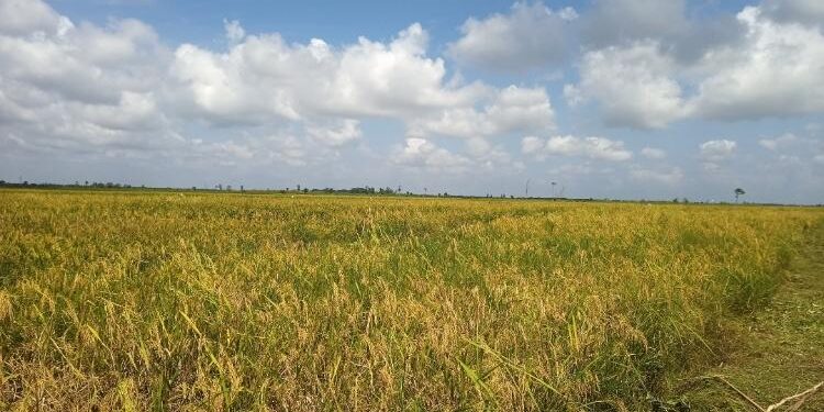 FOTO: ALDI/MATA KALTENG - Pemandangan hamparan lahan pertanian masyarakat siap panen di Desa Pematang Limau, Kecamatan Seruyan Hilir.