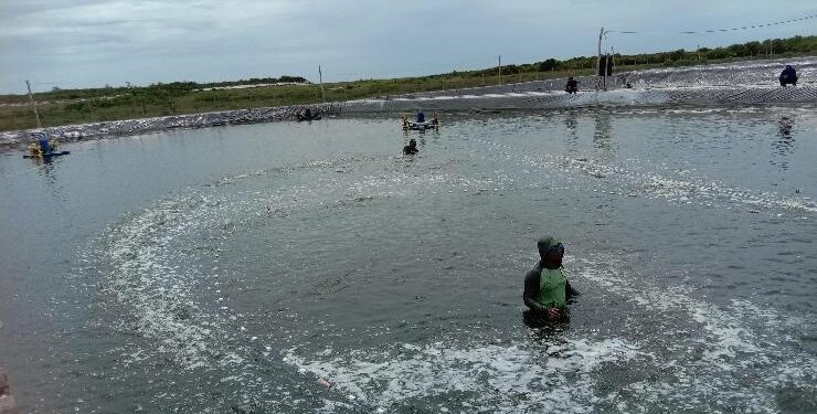 FOTO : AKH/MATAKALTENG - Panen udang vaname di Kecamatan Pantai Lunci, Kabupaten Sukamara.