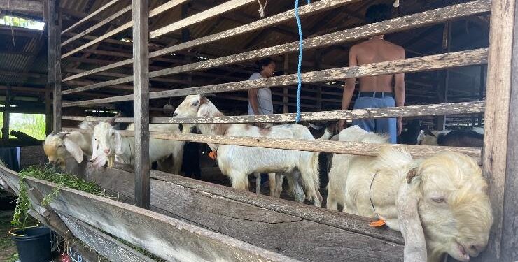 FOTO : DIAN/MATA KALTENG - Hewan kurban yang dijual di jalan Tar-Tar, Kecamatan Mentawa Baru Ketapang, Sampit.