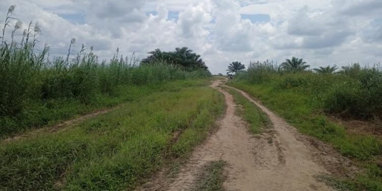 FOTO: ALDI/MATA KALTENG - Kondisi salah satu ruas jalan pertanian yang ada di Desa Pematang Limau, Kecamatan Seruyan Hilir.