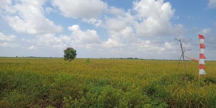 FOTO: ALDI/MATA KALTENG - Hamparan lahan pertanian siap panen di Desa Pematang Limau, Kecamatan Seruyan Hilir.