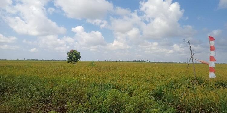 FOTO: ALDI/MATA KALTENG - Hamparan lahan pertanian siap panen di Desa Pematang Limau, Kecamatan Seruyan Hilir.