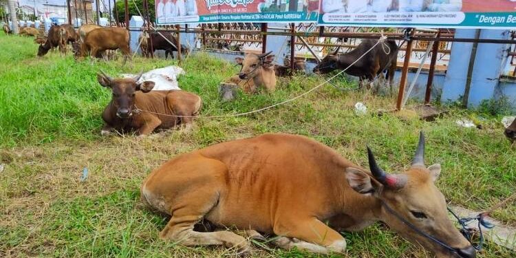 FOTO: PROKOM SERUYAN/MATA KALTENG - Sejumlah hewan kurban yang ada di Kuala Pembuang saat hari raya Idul Adha tahun lalu.