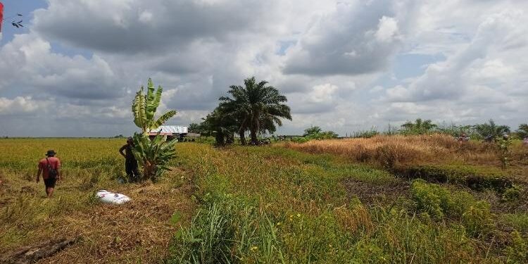 FOTO: ALDI/MATA KALTENG - Konsidi saluran irigasi pertanian yang ada di lahan pertanian Desa Pematang Limau, Kecamatan Seruyan Hilir.