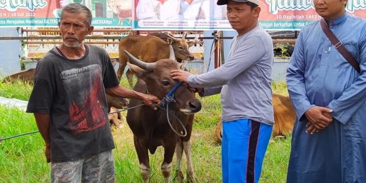 FOTO: DOK. PROKOM SERUYAN/MATA KALTENG - Sejumlah sapi kurban yang ada di Kabupaten Seruyan pada tahun 2022 silam.