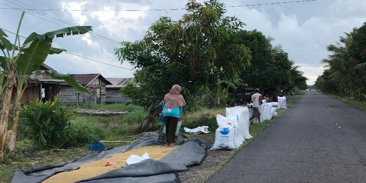 FOTO: DOK/MATA KALTENG - Warga asal Desa Lampuyang saat menjemur padi.