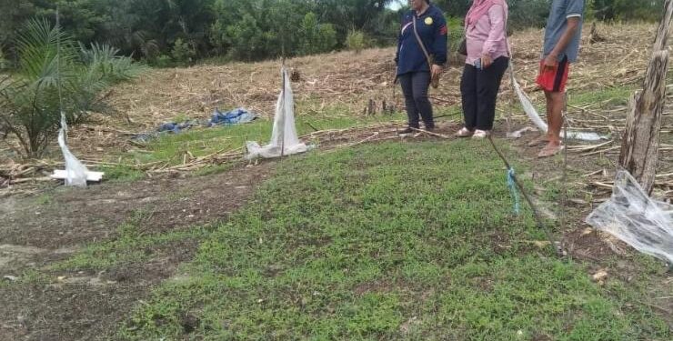 FOTO : DINAS PERTANIAN/MATA KALTENG - Salah satu pengembangan program smart agro melalui budidaya tanaman cabai di Desa Fajar Harapan, Kecamatan Manuhing, belum lama ini.