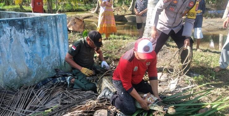 FOTO : IST/MATA KALTENG - Komandan BKSDA Pos Sampit Muriansyah dan anggota manggala saat mengevakuasi buaya betina berukuran 3 meter di Desa Sungai Ijum, Kecamatan Mentaya Hilir Selatan, Kabupaten Kotim.
