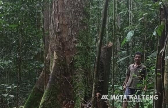 FOTO : IST/MATA KALTENG - Kondisi hutan di Desa Tumbang Ramei, Kecamatan Antang Kalang, Kotim.