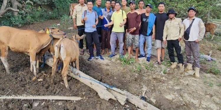 FOTO: MATAKALTENG - Penyerahan 18 ekor sapi oleh Anggota DPRD Mura, Rahmat Hidayat, kepada Kelompok Tani di Kelurahan Muara Bakanon.