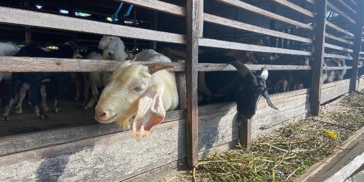 FOTO: DIAN/MATA KALTENG - Peternakan yang ada di kawasan Jalan Tar-tar Sampit.