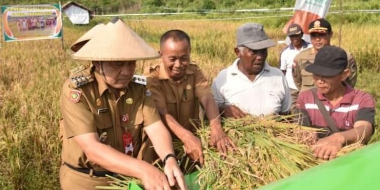 FOTO: IST/MATAKALTENG - Pj Bupati Kobar, Budi Santosa, saat panen padi bersama petani di Desa Karang Sari, Kecamatan Pangkalan Banteng.