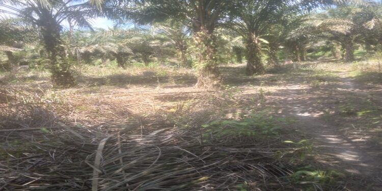 FOTO: IST/MATA KALTENG - Kebun sawit yang menjadi tempat pencurian di Kelurahan Pasir Putih, Kecamatan  MB Ketapang, Kotim.