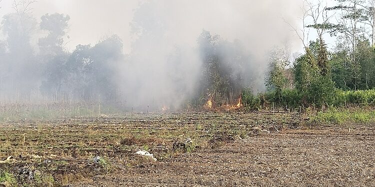 FOTO: AGUS/MATAKALTENG - Kebakaran lahan yang terjadi di sekitar perkebunan warga, Kelurahan Sawahan, MB Ketapang, Kotim, Rabu, 16 Agustus 2023 siang.