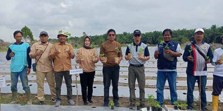 FOTO: AKH/MATAKALTNG - Wakil Bupati Sukamara Ahmadi saat menanam bibit bawang merah.