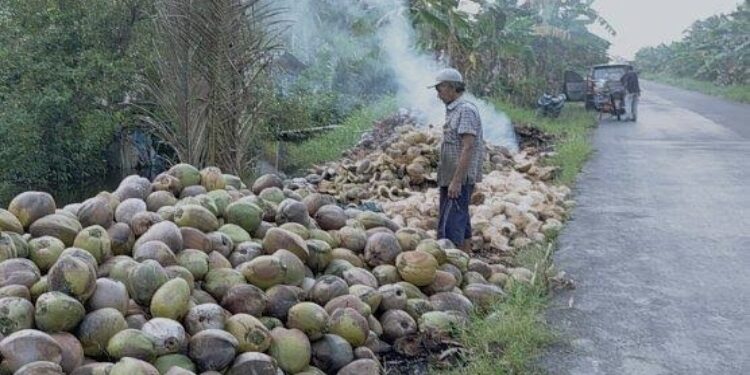 FOTO: IST/MATA KALTENG - Petani kelapa di kawasan Kecamatan Mentaya Hilir Utara, Kotim.