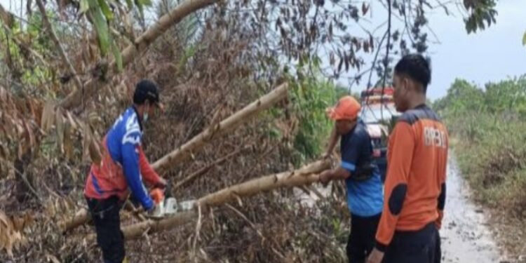 FOTO: BPBD/MATA KALTENG - Pembersihan pohon tumbang di Jalan Bumi Raya, Sampit, Kotim belum lama ini.