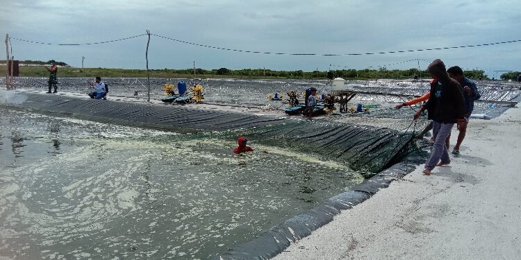 FOTO: AKH/MATAKALTENG - Kolam budidaya udang vaname yang menjadi program unggulan Kabupaten Sukamara.