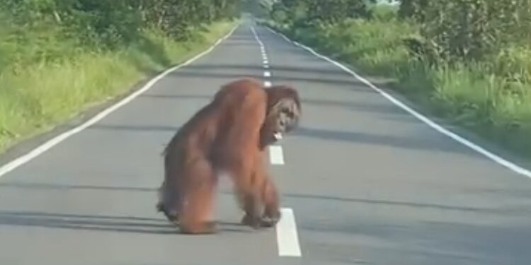 FOTO: IST/MATAKALTENG - Individu Orangutan terpantau warga berada di KM 16 Jalan Ahmad Shaleh, ruas Pangkalan Bun menuju Kotawaringin Lama, Jumat 22 September 2023.