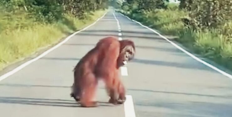 FOTO : IST/MATAKALTENG - Individu Orangutan terpantau warga berada di KM 16 Jalan Ahmad Shaleh, ruas Pangkalan Bun menuju Kotawaringin Lama, Jumat 22 September 2023