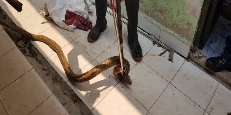 FOTO: RZL/MATAKALTENG - Petugas DPKP Kota Palangka Raya, saat mengevakuasi ular kobra di SDN 2 Bukit Tunggal.