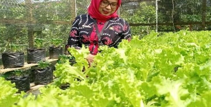FOTO : DOK DEVIANA/MATAKALTENG - Kadis Pertanian Kotim Sepnita saat memantau tanaman di perkarangan kantor, beberapa waktu lalu