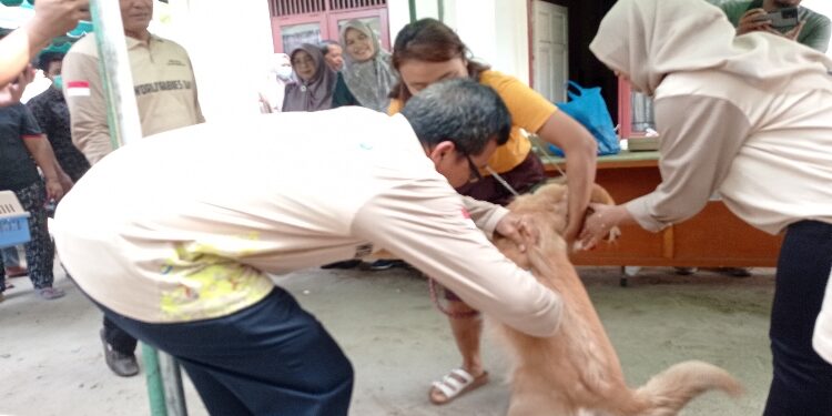 FOTO: DEVIANA/MATAKALTENG - Dinas Pertanian Kotim saat melakukan vaksinasi rabies pada hewan peliharaan, Sabtu 7 Oktober 2023.