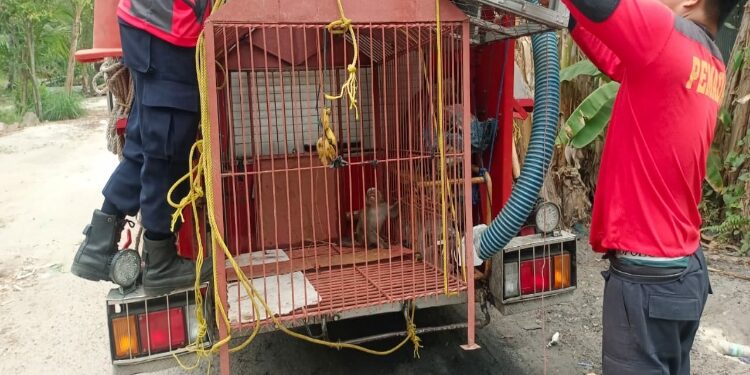FOTO: RZL/MATAKALTENG - Seekor anak kerja ekor panjang, saat dievakuasi Tim DPKP Palangka Raya.