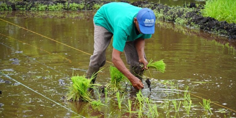FOTO: MATAKALTENG - Pemerintah Kota Palangka Raya, pada saat melakukan penanaman padi di lahan Pemko.