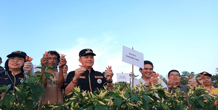 FOTO : DISKOMINFO SANTIK/MATA KALTENG - Bupati Gumas Jaya S Monong, Wakil Bupati Efrensia LP Umbing, dan Kepala Dinas Pertanian Aryantoni bersama petani melakukan panen perdana tanaman cabai rawit di lahan milik poktan Pasare Hamparan Tani, di Desa Tumbang Sepang, Kecamatan Manuhing, Kamis, 26 Oktober 2023.