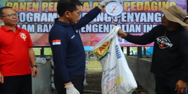 FOTO: MATAKALTENG - Penjabat (Pj) Bupati Murung Raya (Mura), Hermon saat menimbang berat ayam pedaging.