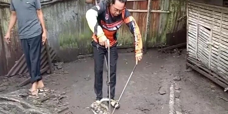 FOTO: RZL/MATAKALTENG - Kabag Ops Tim ERP, Nago, saat mengevakuasi ular piton sepanjanga 2,5 meter dari kandang ayam ternak warga.