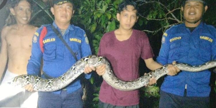 FOTO: IST/MATA KALTENG - Petugas Disdamkarmat Kotim saat mengevakuasi ular sanca yang masuk di rumah warga.