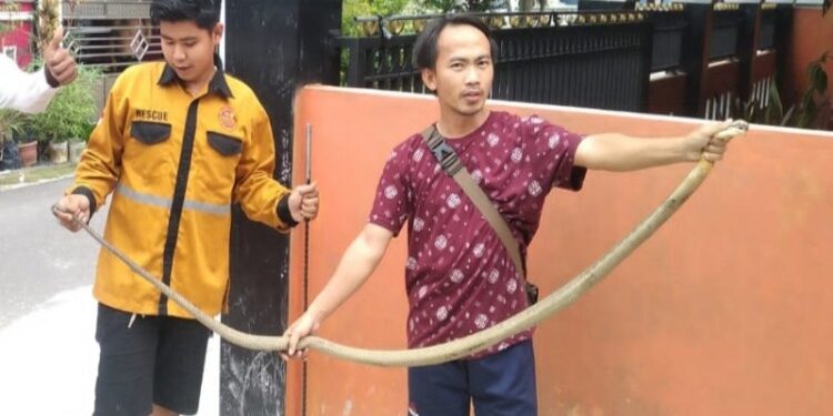 FOTO: MATAKALTENG - Tim Pandulima saat mengamankan ular kobra di Jalan Panenga Permai.