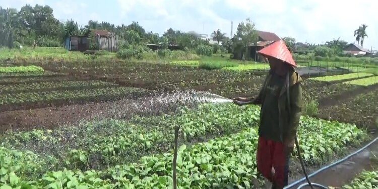 FOTO: DEVIANA/MATAKALTENG - Petani holtikultura saat menyiram sayuran sawi, Senin 20 November 2023.